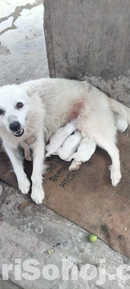 জার্মানি স্পিচের বাচ্চা